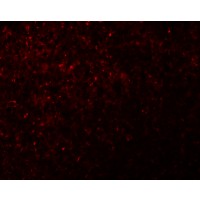 Anti-NOD5 antibody used in ICC/IF. GTX84999