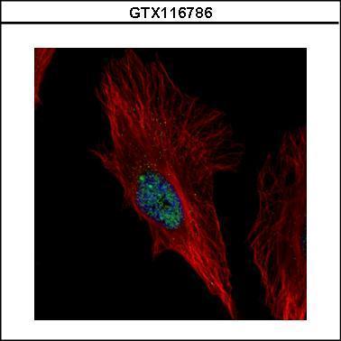 Anti-NOL6 antibody [C2C3], C-term used in ICC/IF. GTX116786