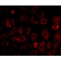 Anti-NOTUM antibody used in ICC/IF. GTX85260