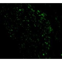 Anti-Noxa antibody used in ICC/IF. GTX85521