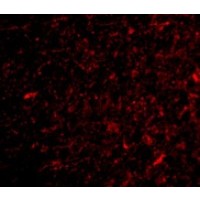 Anti-NPAS3 antibody used in ICC/IF. GTX85444