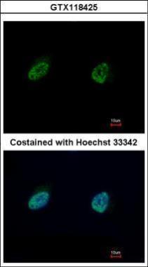 Anti-NUFIP1 antibody used in ICC/IF. GTX118425