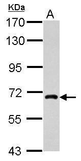 Anti-NUFIP1 antibody used in Western blot. GTX118425