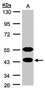 Anti-NYD-SP26 antibody [N3C3] used in Western blot. GTX106895