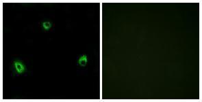 Anti-OR10A4 antibody used in ICC/IF. GTX87130