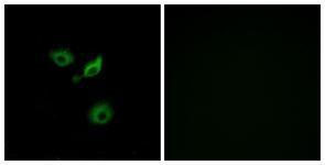 Anti-OR10AD1 antibody used in ICC/IF. GTX87449