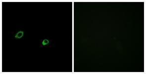 Anti-OR10AG1 antibody used in ICC/IF. GTX87906
