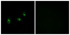 Anti-OR10G2 antibody used in ICC/IF. GTX87761