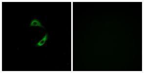 Anti-OR10G9 antibody used in ICC/IF. GTX87731