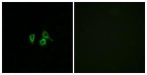 Anti-OR10H4 antibody used in ICC/IF. GTX87331