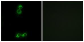 Anti-OR10J5 antibody used in ICC/IF. GTX87280