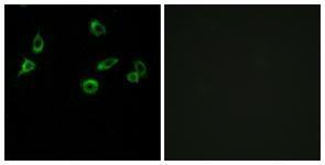 Anti-OR10S1 antibody used in ICC/IF. GTX87128