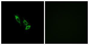 Anti-OR10V1 antibody used in ICC/IF. GTX87604