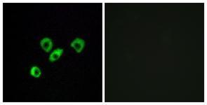 Anti-OR10Z1 antibody used in ICC/IF. GTX87465