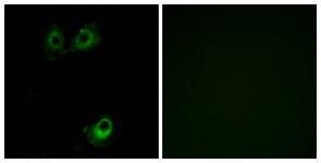 Anti-OR11L1 antibody used in ICC/IF. GTX87568