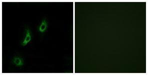Anti-OR4L1 antibody used in ICC/IF. GTX87489