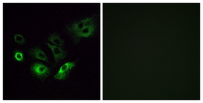 Anti-OR4Q3 antibody used in ICC/IF. GTX87878