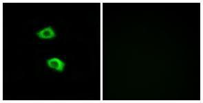 Anti-OR51B5 antibody used in ICC/IF. GTX87550