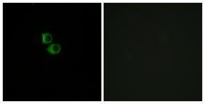 Anti-OR51B6 antibody used in ICC/IF. GTX87058