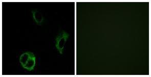 Anti-OR51I1 antibody used in ICC/IF. GTX87938