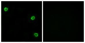 Anti-OR51Q1 antibody used in ICC/IF. GTX87390