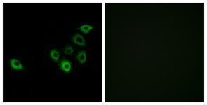 Anti-OR51S1 antibody used in ICC/IF. GTX87603