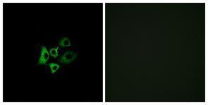 Anti-OR51T1 antibody used in ICC/IF. GTX87587