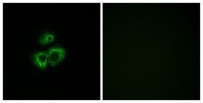 Anti-OR52D1 antibody used in ICC/IF. GTX87727