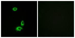 Anti-OR56B1 antibody used in ICC/IF. GTX87843