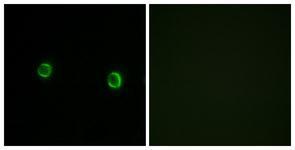 Anti-OR5AS1 antibody used in ICC/IF. GTX86975