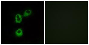 Anti-OR5M1 antibody used in ICC/IF. GTX87398