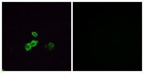 Anti-OR5U1 antibody used in ICC/IF. GTX87698