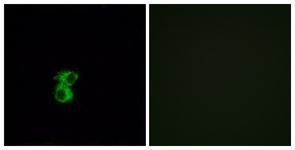 Anti-OR6B2 antibody used in ICC/IF. GTX87560