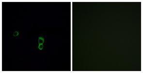 Anti-OR9Q1 antibody used in ICC/IF. GTX87630