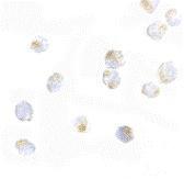 Anti-ORAI2 antibody used in ICC/IF. GTX85443