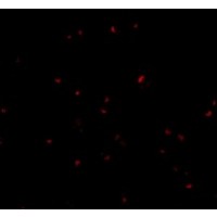 Anti-ORAI2 antibody used in ICC/IF. GTX85443