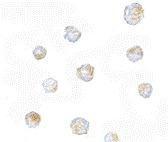 Anti-ORAI3 antibody used in ICC/IF. GTX85442