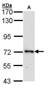 Anti-ORC2 antibody [N3C2], Internal used in Western blot. GTX103280