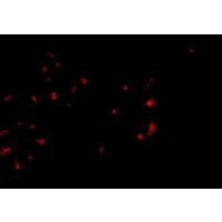 Anti-OVGP1 antibody used in ICC/IF. GTX85381