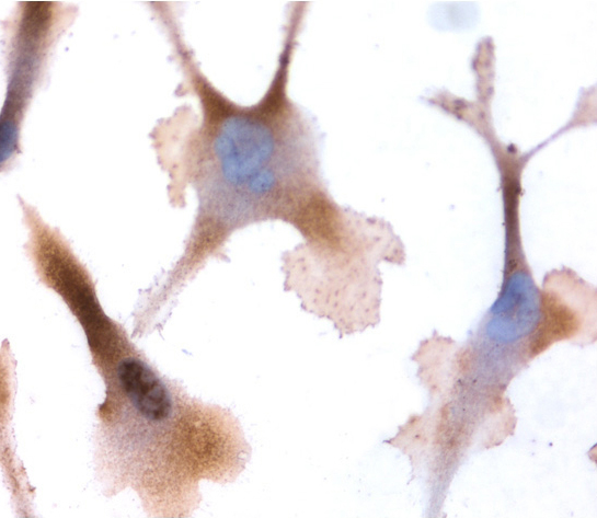 Anti-OXTR antibody, C-term used in IHC (Formalin-fixed paraffin-embedded sections). GTX88534