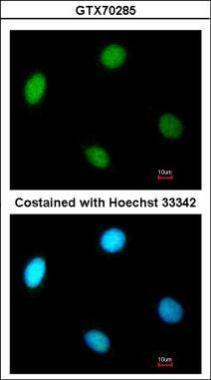 Anti-p37 antibody [1320] used in ICC/IF. GTX70285