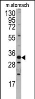 Anti-Hmx3 (mouse) antibody, C-term used in Western blot. GTX81462