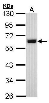 Anti-p54/nrb antibody used in Western blot. GTX101419