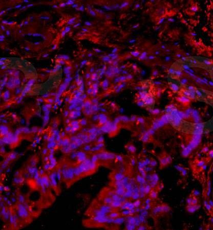 Anti-PACAP antibody used in ICC/IF. GTX37576