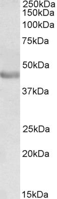 Anti-PAX3 antibody, N-term used in Western blot. GTX89743