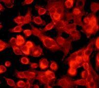 Anti-Paxillin (phospho Tyr31) antibody [E228] used in ICC/IF. GTX61081