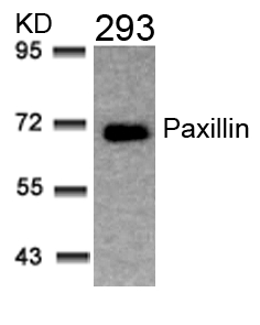 Anti-Paxillin antibody used in Western blot. GTX50528