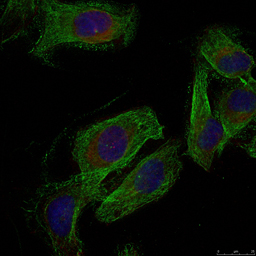 Anti-Paxillin antibody used in ICC/IF. GTX50662