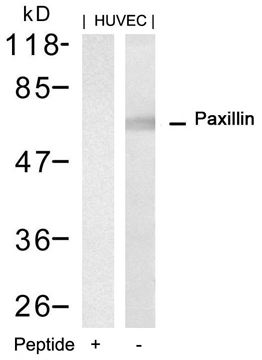 Anti-Paxillin antibody used in Western blot. GTX50662