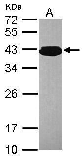 Anti-PCBP3 antibody [N1C2] used in Western blot. GTX118656
